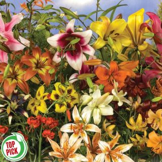 All Summer Long Lily Mix Thumbnail